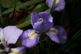 Iris unguicularis RCP12-09 003.jpg